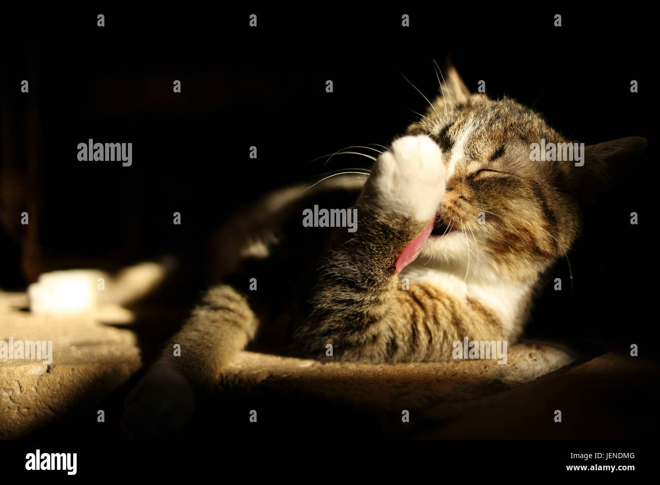 Cat leccare la zampa Foto Stock