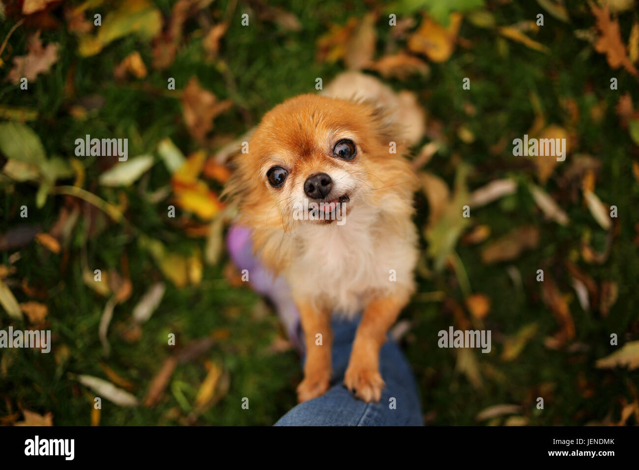 Cane Chihuahua in piedi sulle sue gambe posteriori appoggiate sulla gamba di una donna Foto Stock