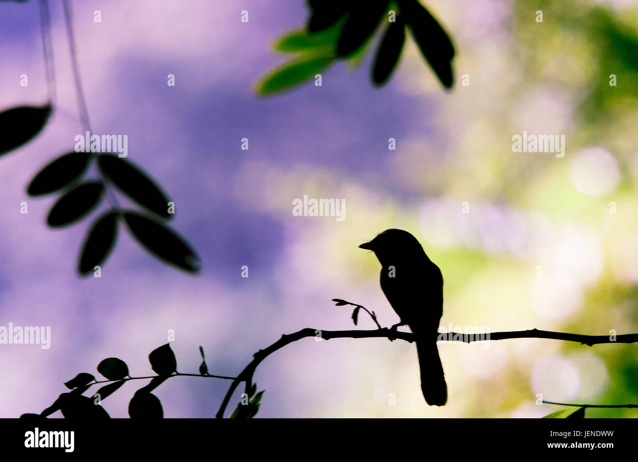 Silhouette di un uccello su un ramo, Gorontalo, Indonesia Foto Stock