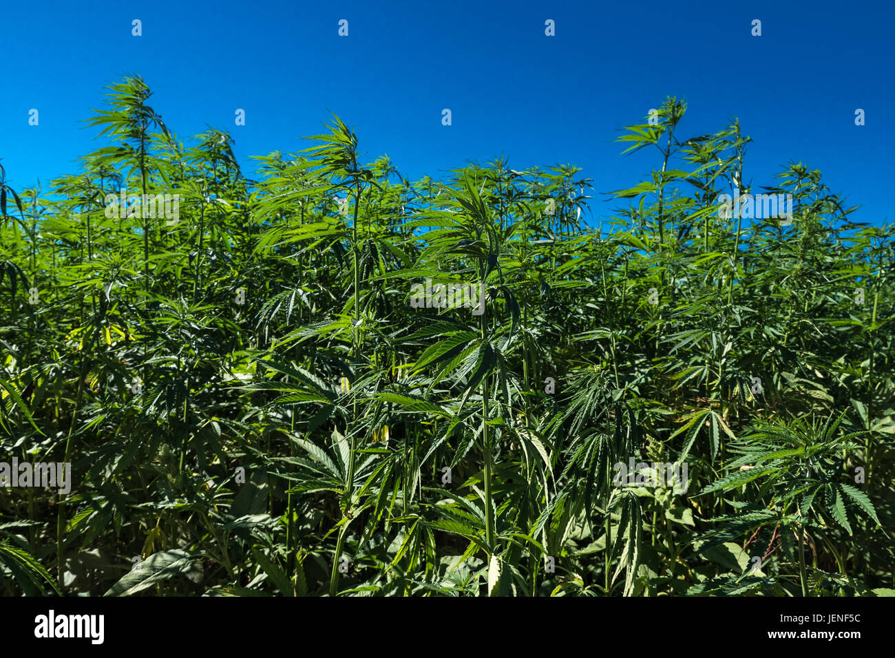 In prossimità di un campo di canapa in Catalogna Foto Stock