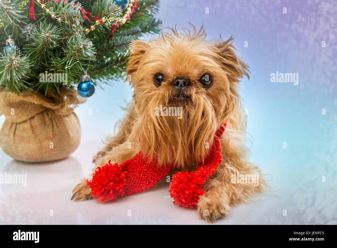 Cane Di Razza Grifone Di Bruxelles E Un Albero Di Natale Foto Stock Alamy