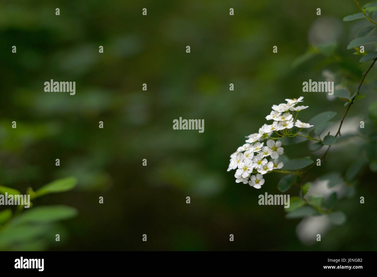 Bianco, fiori delicati su uno sfocato sfondo panoramico. Foto Stock