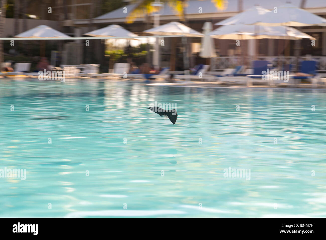 Black Bird volare al di sopra di una piscina in Hotel Melia Cayo Coco Cayo Coco, Cuba Foto Stock