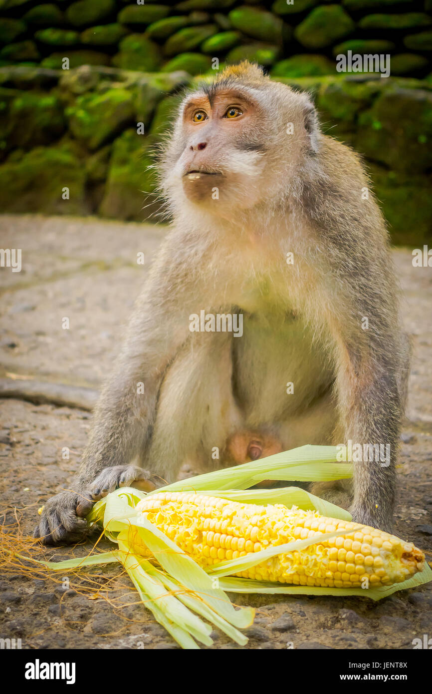 Macachi a coda lunga Macaca fascicularis in Ubud Monkey Forest tempio su Bali Indonesia. Foto Stock