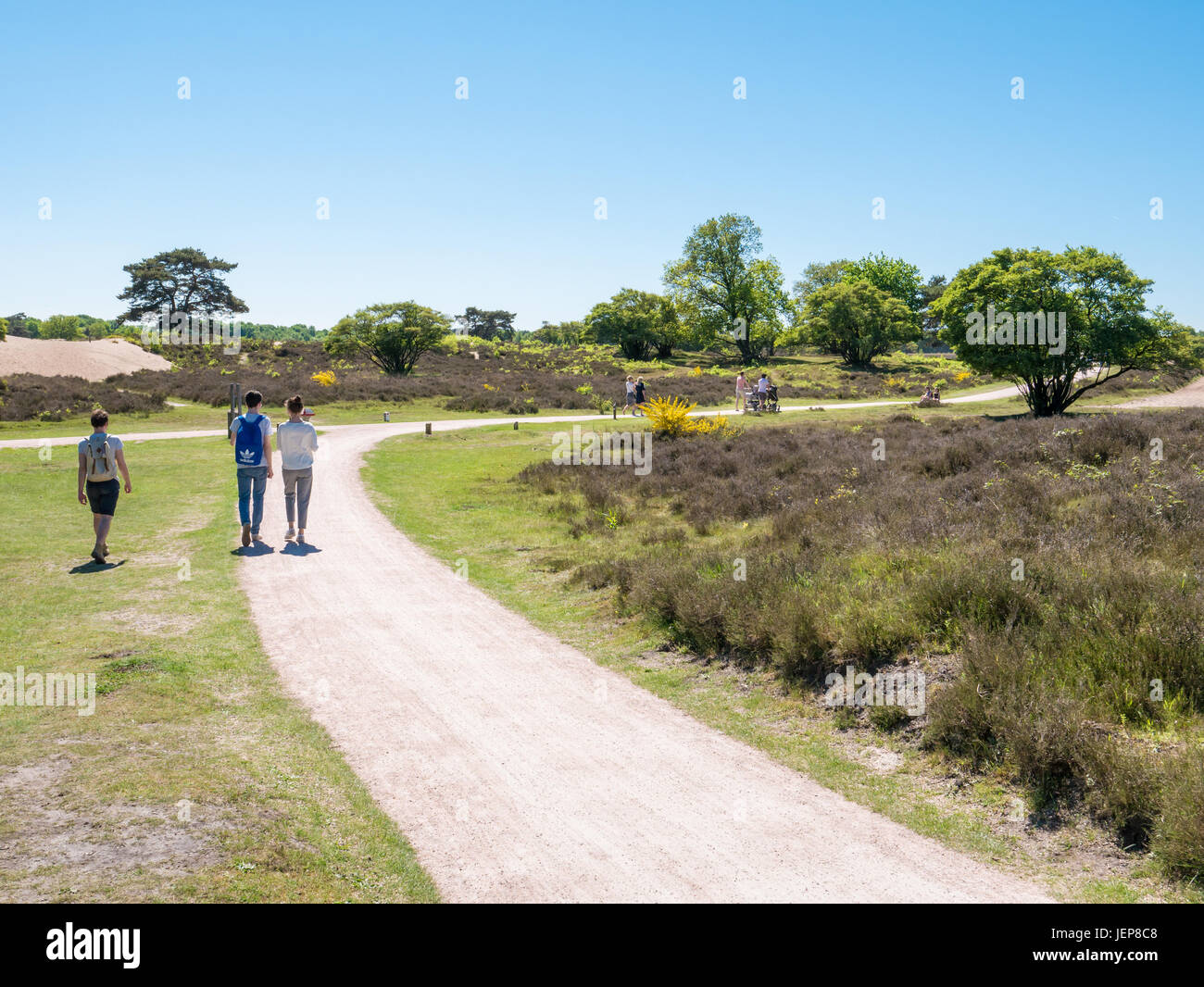 Le persone attive camminando sul sentiero della brughiera vicino Laren, Het Gooi, Olanda Settentrionale, Paesi Bassi Foto Stock