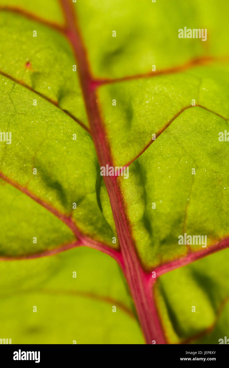 Una foglia di bietola in crescita in un giardino della Pennsylvania Foto Stock