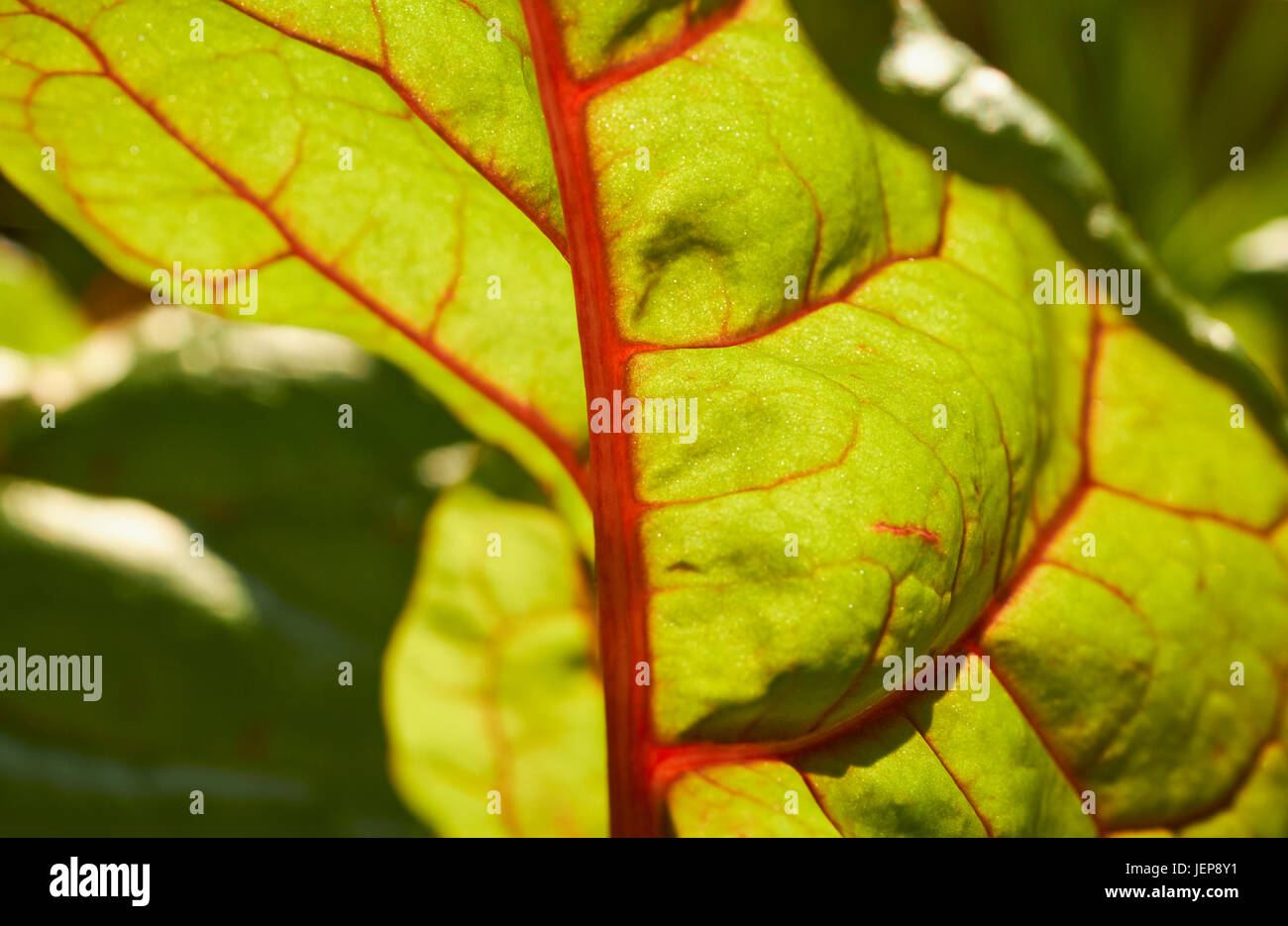 Una foglia di bietola in crescita in un giardino della Pennsylvania Foto Stock