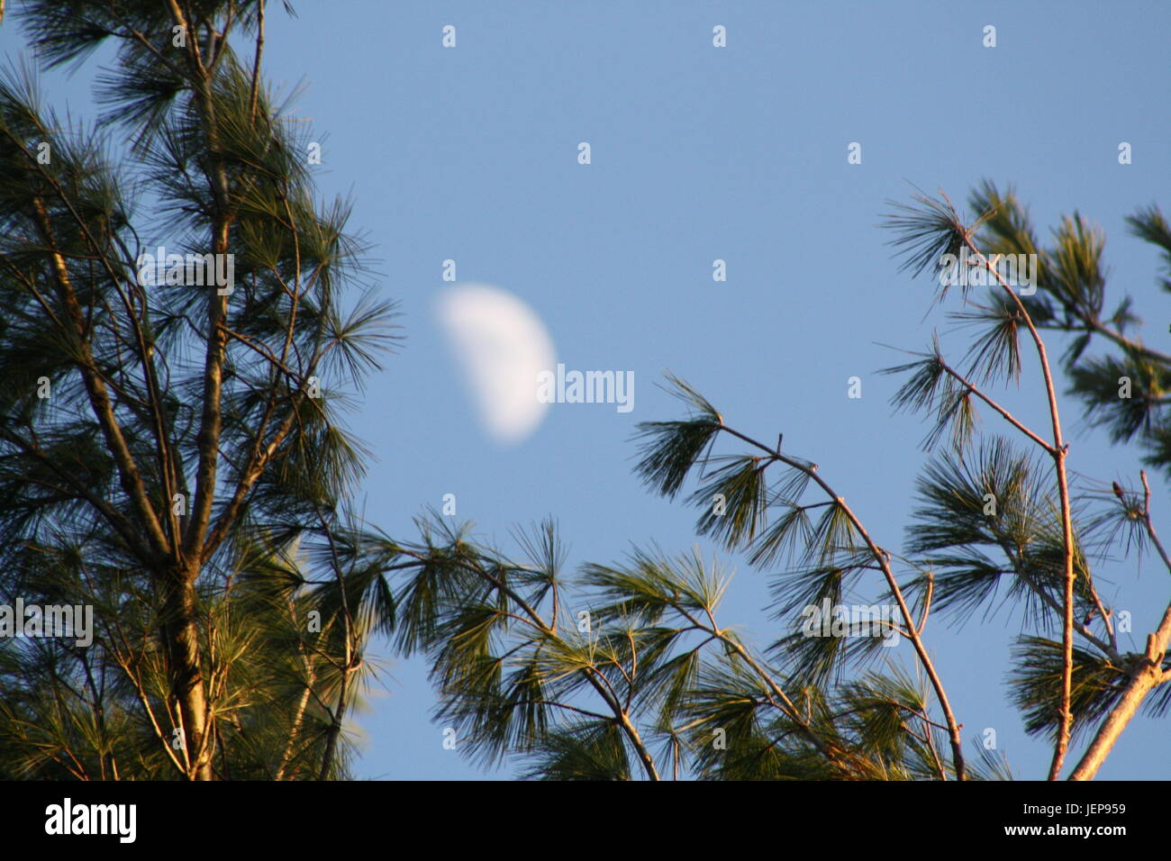 Un bel giorno. Luna e da alberi di pino e un semplice impianto contro il bel cielo azzurro. Foto Stock