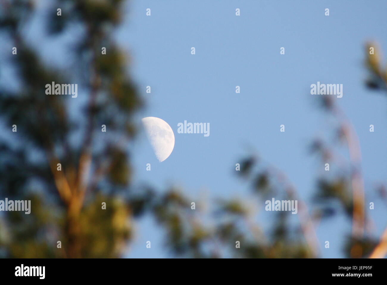 Un bel giorno. Luna e da alberi di pino e un semplice impianto contro il bel cielo azzurro. Foto Stock