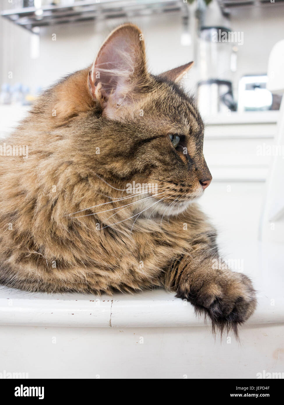 Un sgombro tabby Munchkin cat con i capelli lunghi e piedi feathared Foto Stock