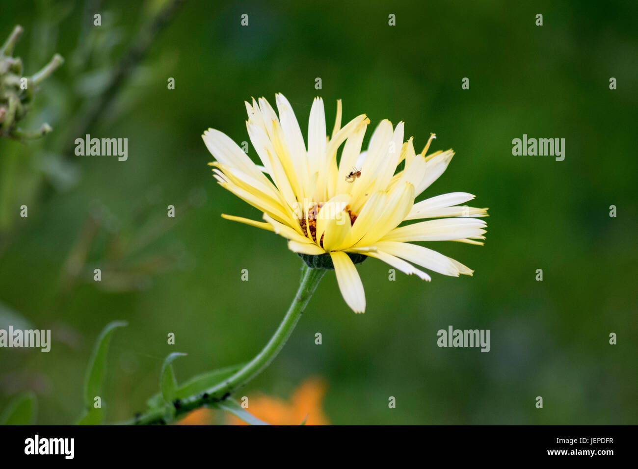 Gerbera gialla margherita con un piccolo entangled spider. Foto Stock