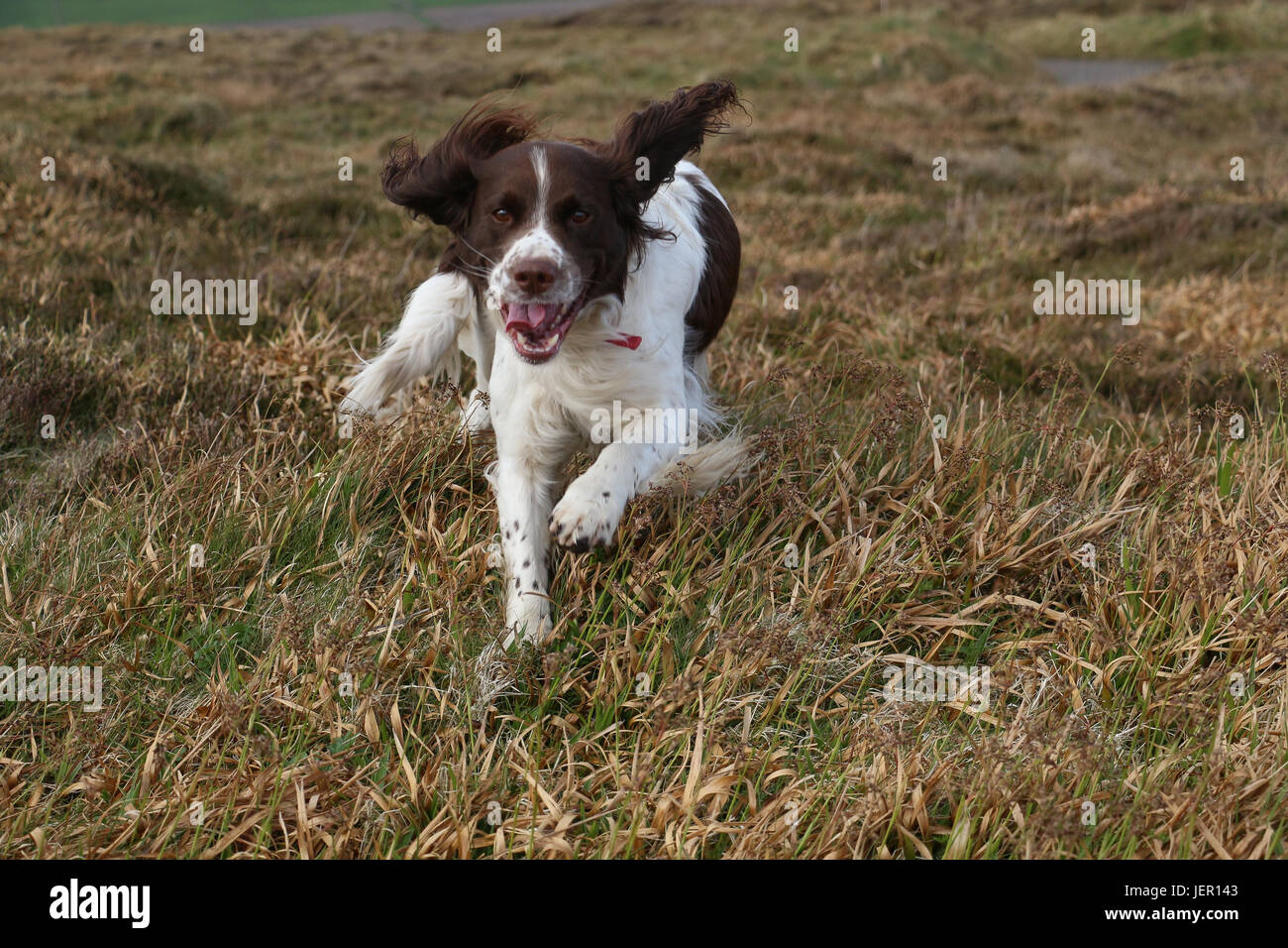 Uno marrone e bianco English Springer Spaniel delimitante verso la telecamera, orecchie sbattimenti, lingua appendere fuori, entusiasta di vedere qualcuno su un campo erboso. Foto Stock