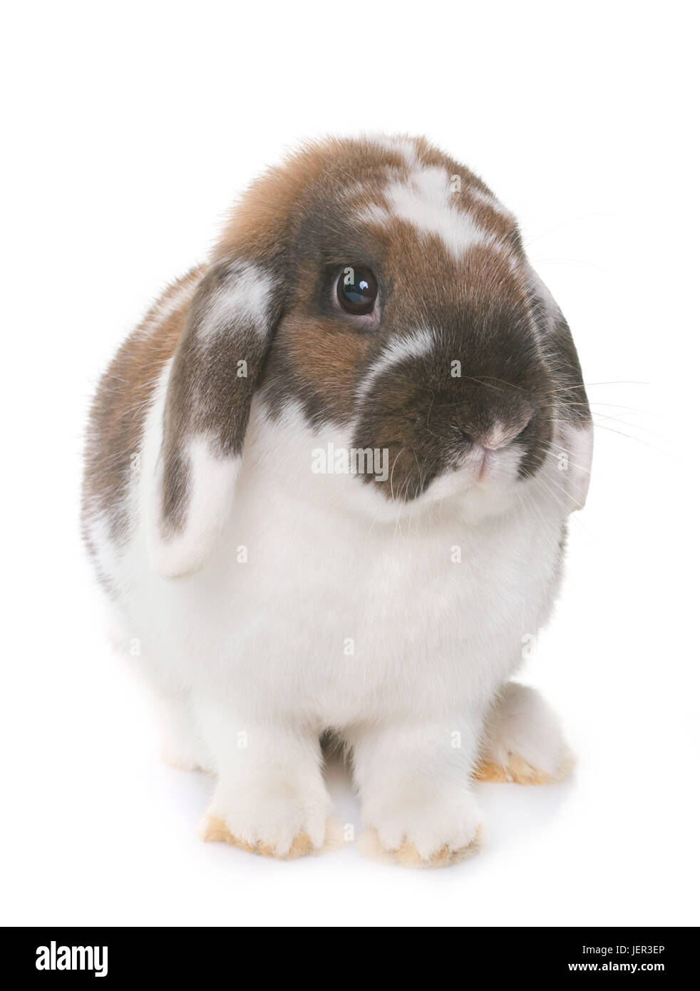 Dwarf lop-eared rabbit davanti a uno sfondo bianco Foto Stock