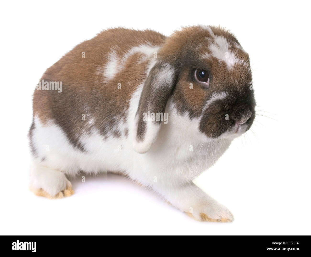 Dwarf lop-eared rabbit davanti a uno sfondo bianco Foto Stock