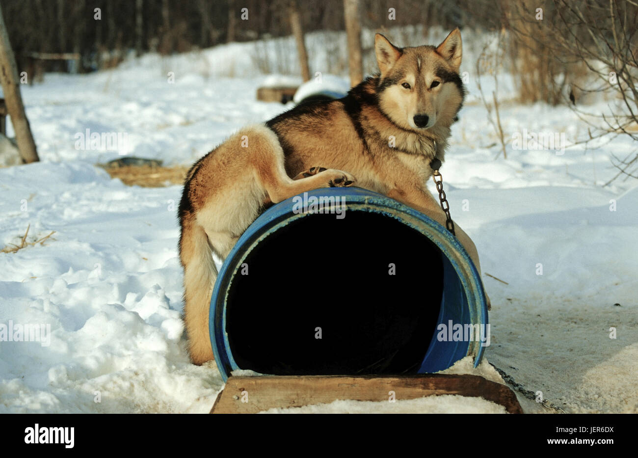 Sledge dog ritratto, Schlittenhundeporträt Foto Stock
