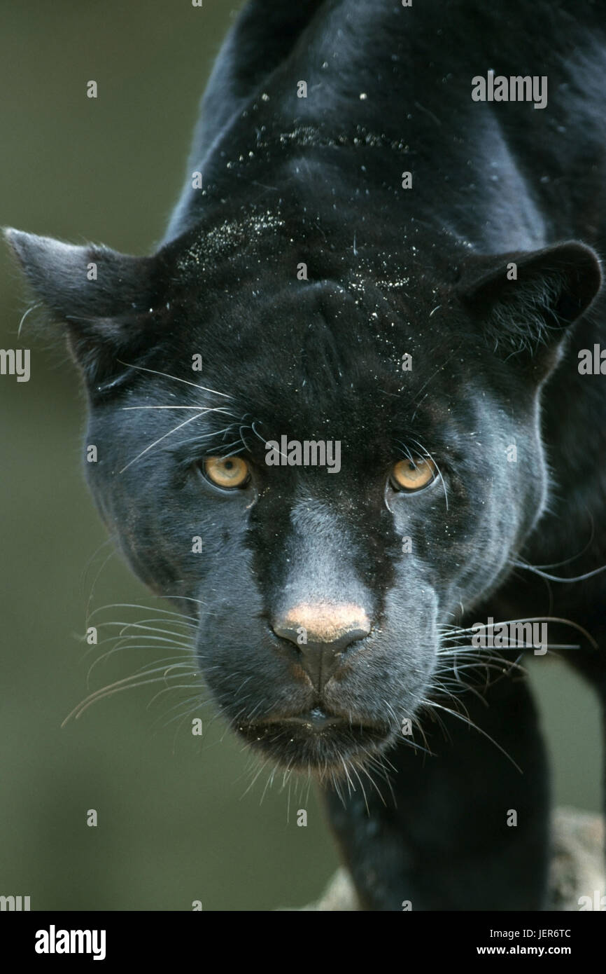 Jaguar, Panthera onca, Jaguar (Panthera onca) Foto Stock