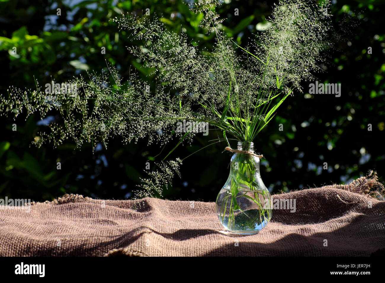 Erba di fiori in vaso soffio di vento al sole di sera fanno di sentimento e di calma, wild minuscoli fiori sul verde sfondo naturale in giardino Foto Stock