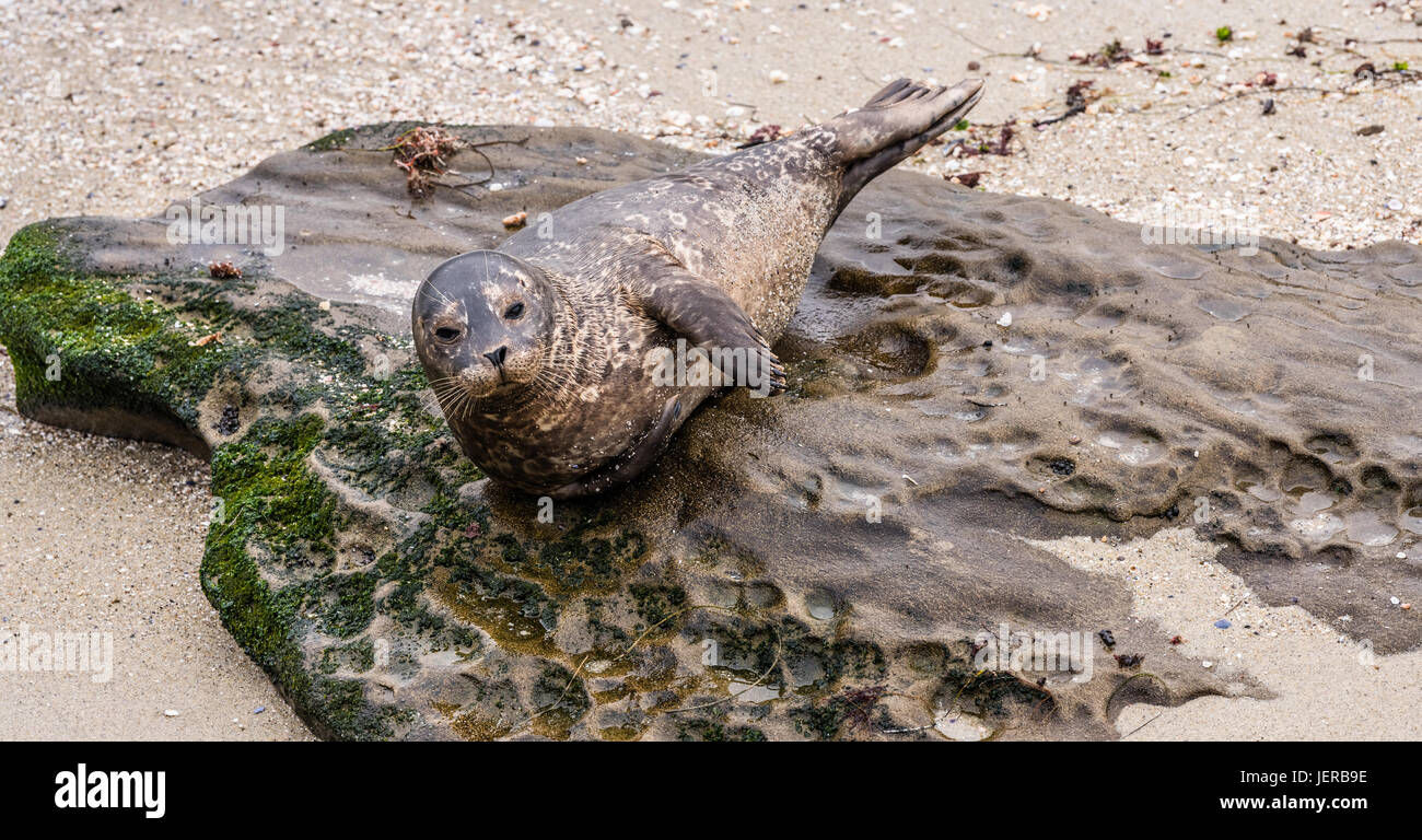 Guarnizione di tenuta del porto in posa su una roccia Foto Stock