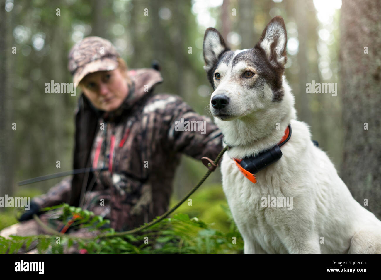 Donna con cane da caccia nella foresta Foto Stock