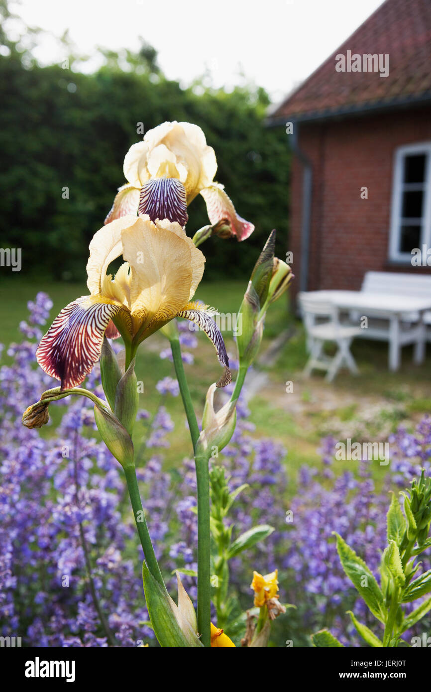 Iridi in giardino, close-up Foto Stock