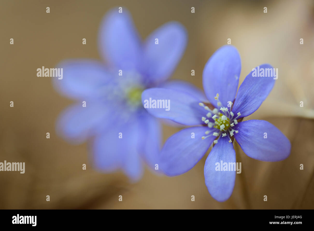Close-up di fiori blu Foto Stock