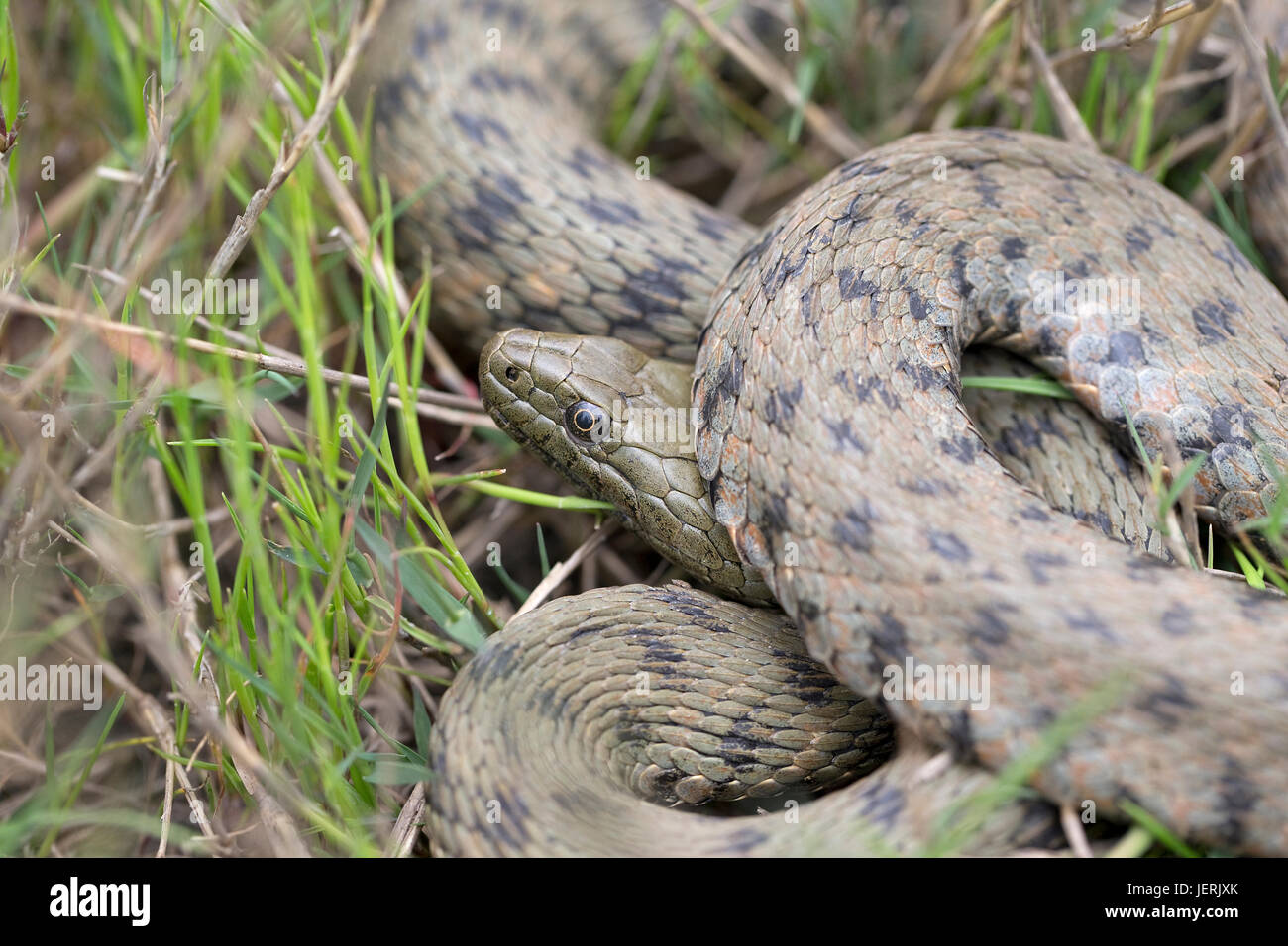 Biscia tassellata (Natrix tessellata) Foto Stock