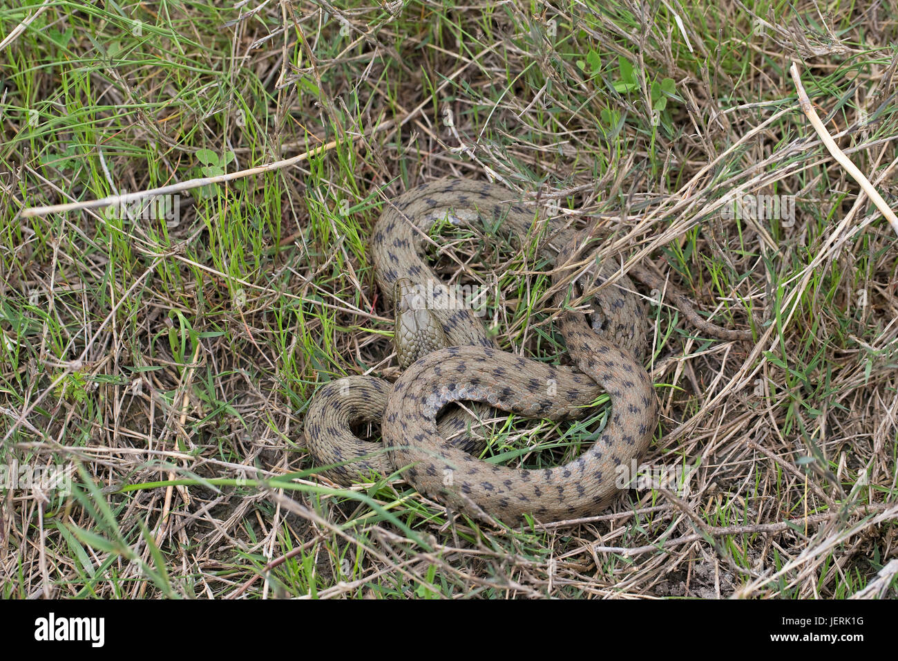 Biscia tassellata (Natrix tessellata) Foto Stock