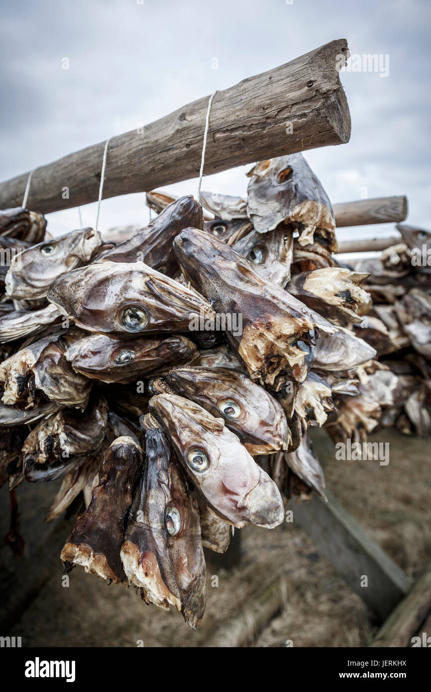 Pesci secchi capi Foto Stock