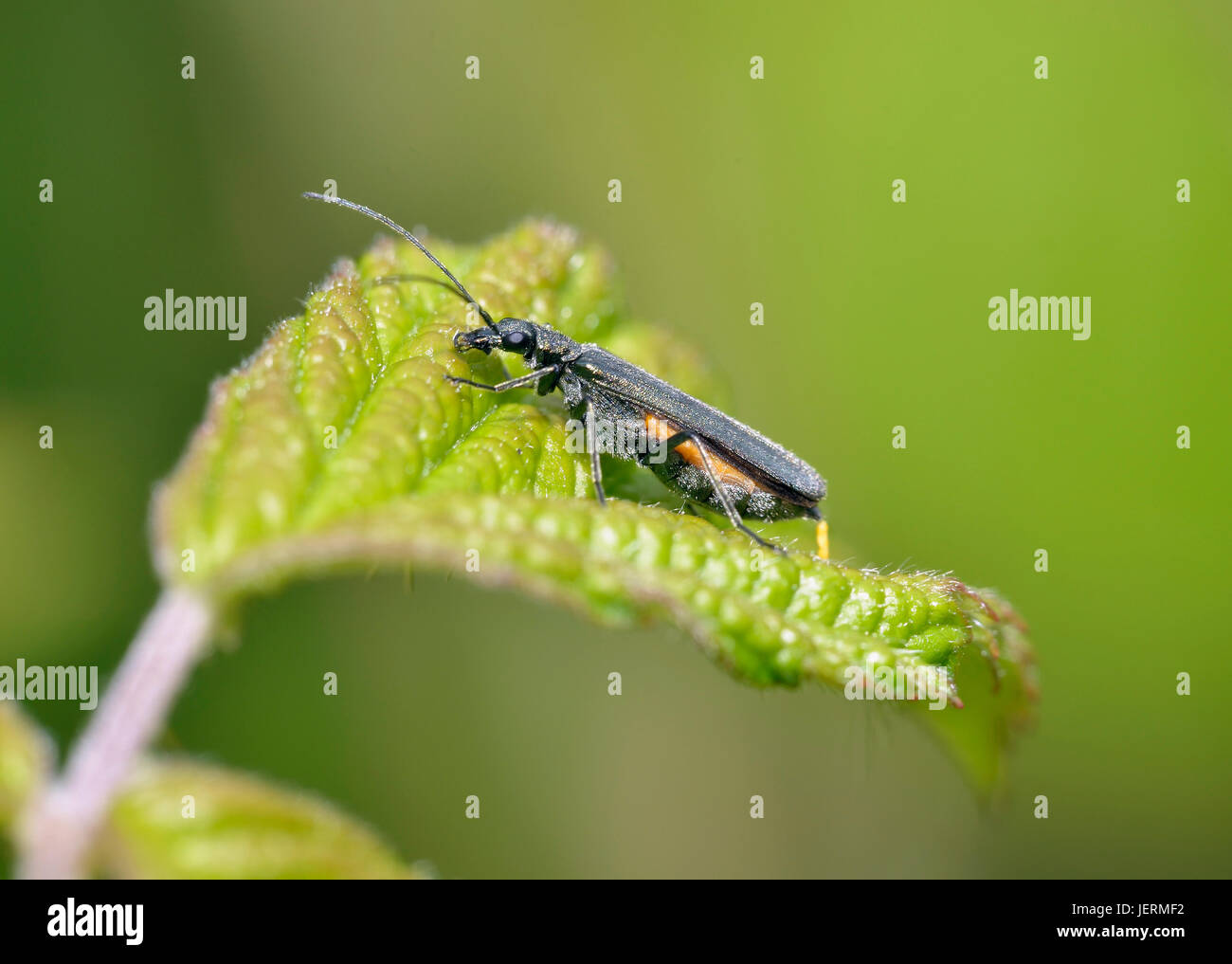 Oedemera lurida - una falsa blister beetle Foto Stock