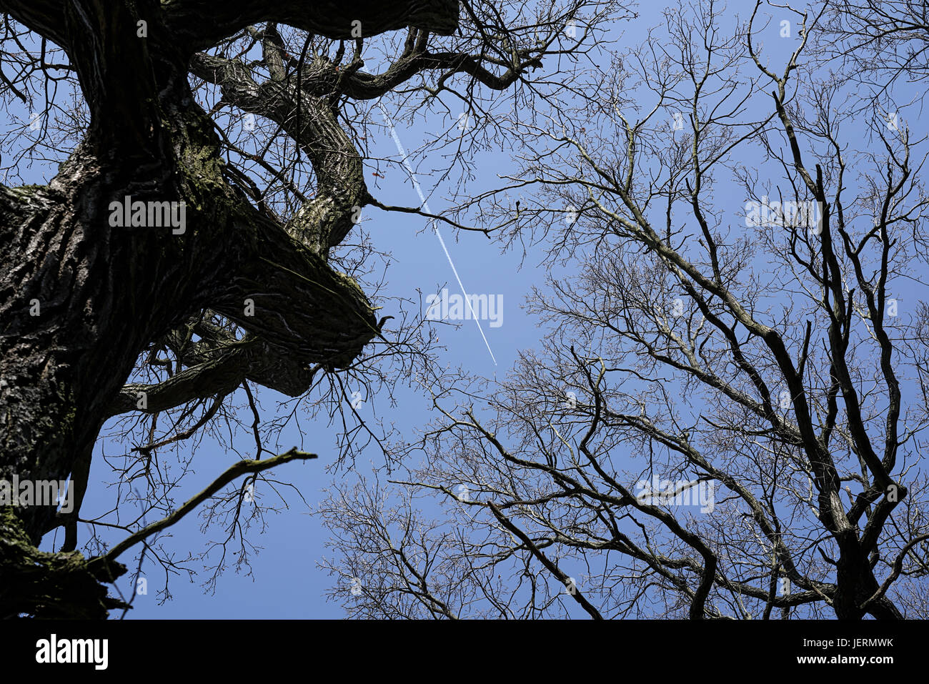 Treetops di querce senza foglie in inverno Foto Stock