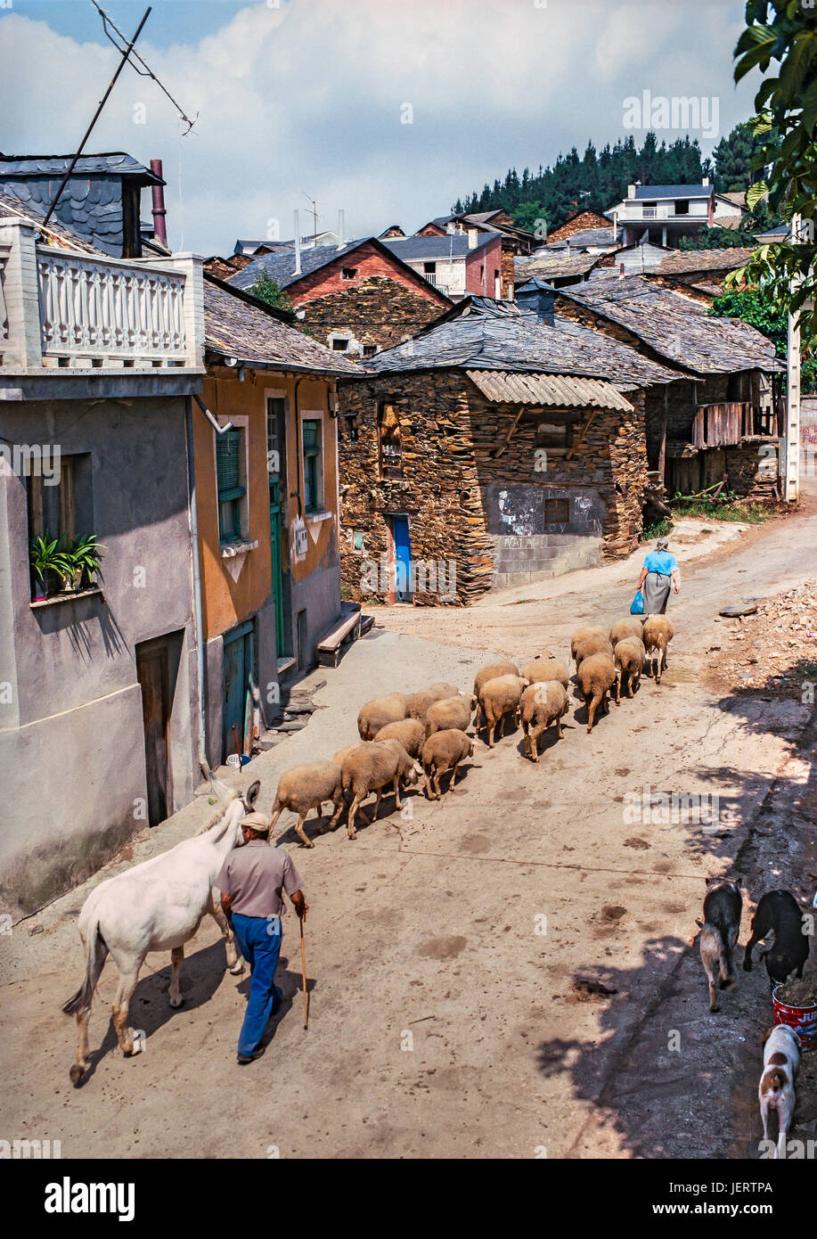 Contadino con pecore a Valle de Finolledo nella Sierra de Ancares, a nord di Villafranca del Bierzo, provincia di León, Spagna settentrionale. Foto Stock