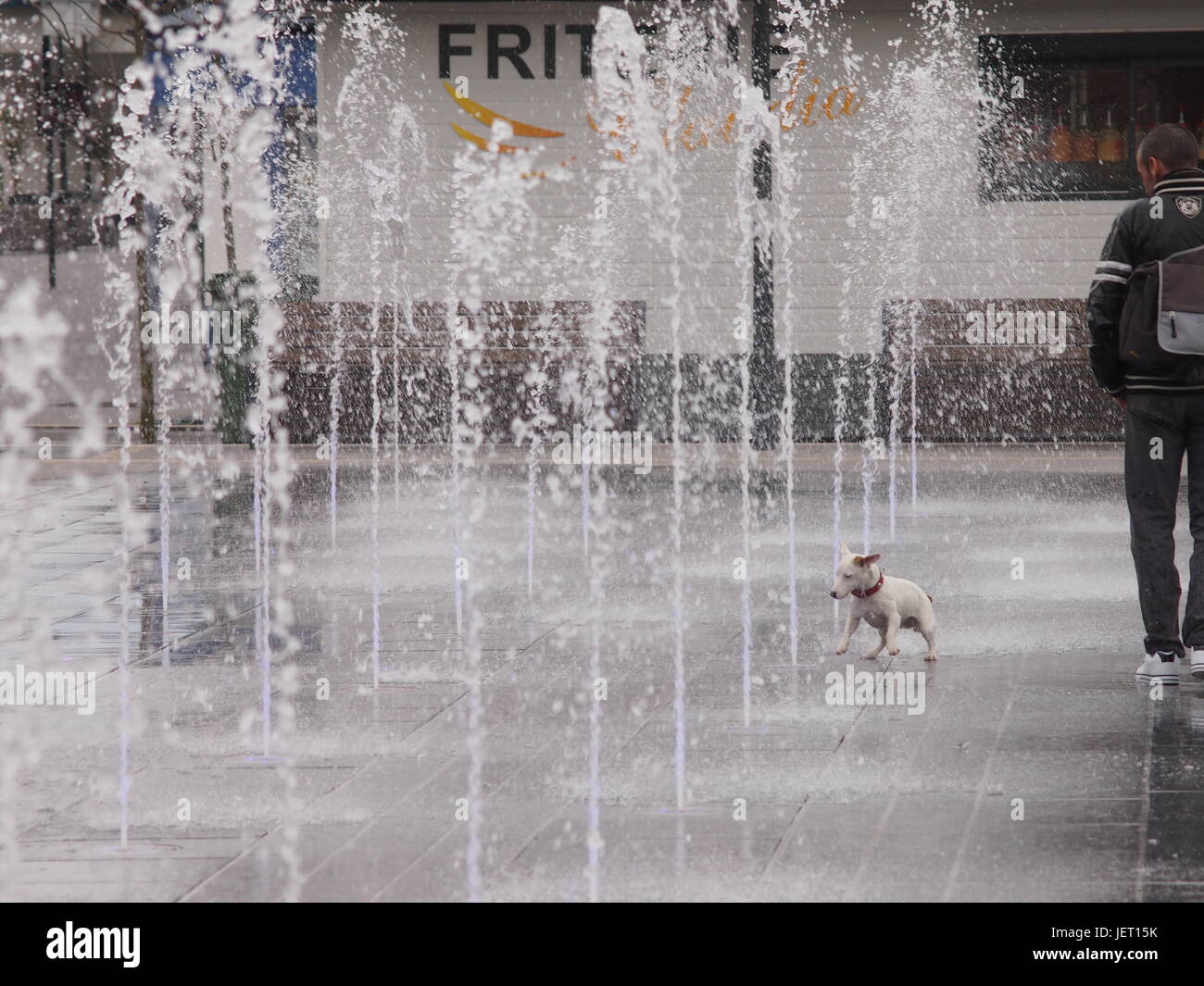 Piccolo Cane bianco giocando con getti di acqua in uscita da una pubblica fontana vicino a Calais, Francia. Foto Stock