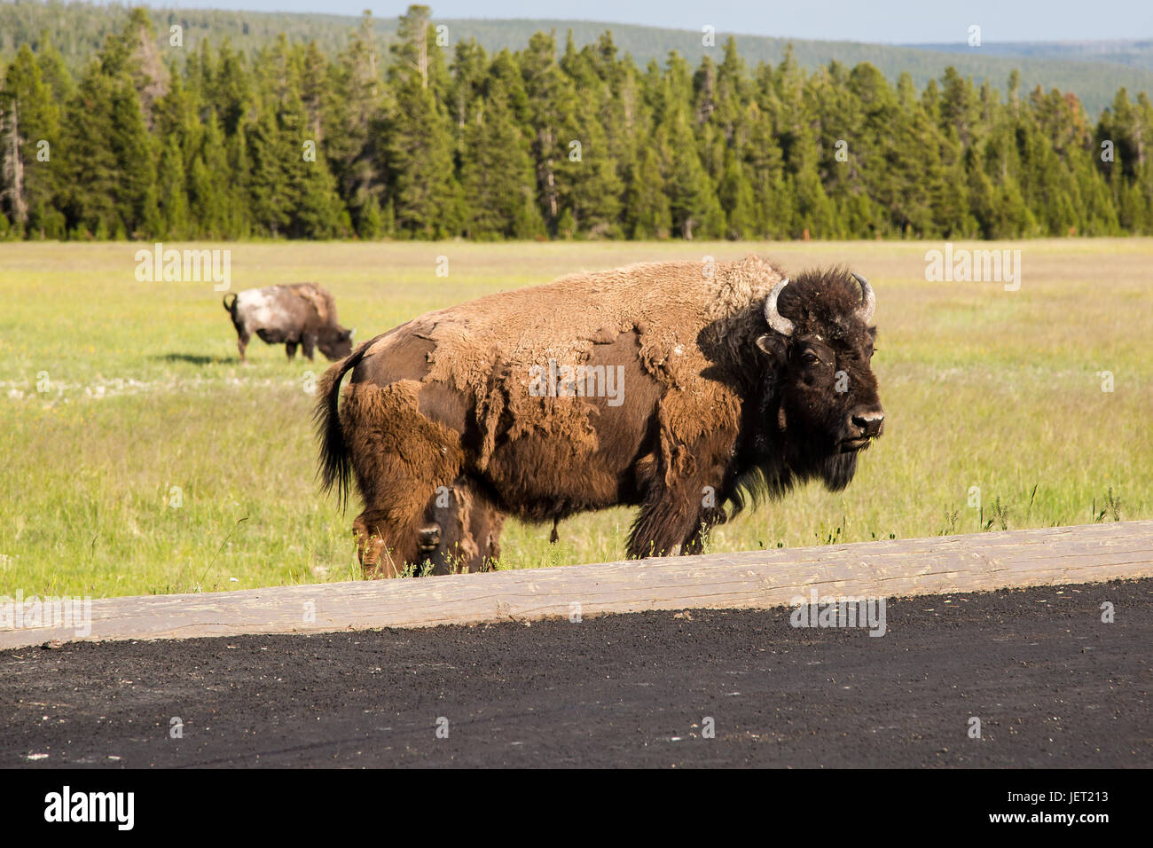 Bison in Yellowstone Nationalpark Foto Stock