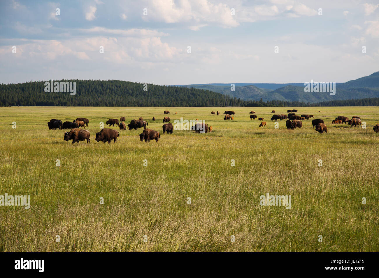 Bison allevamento su Yellowstone Nationalpark Foto Stock
