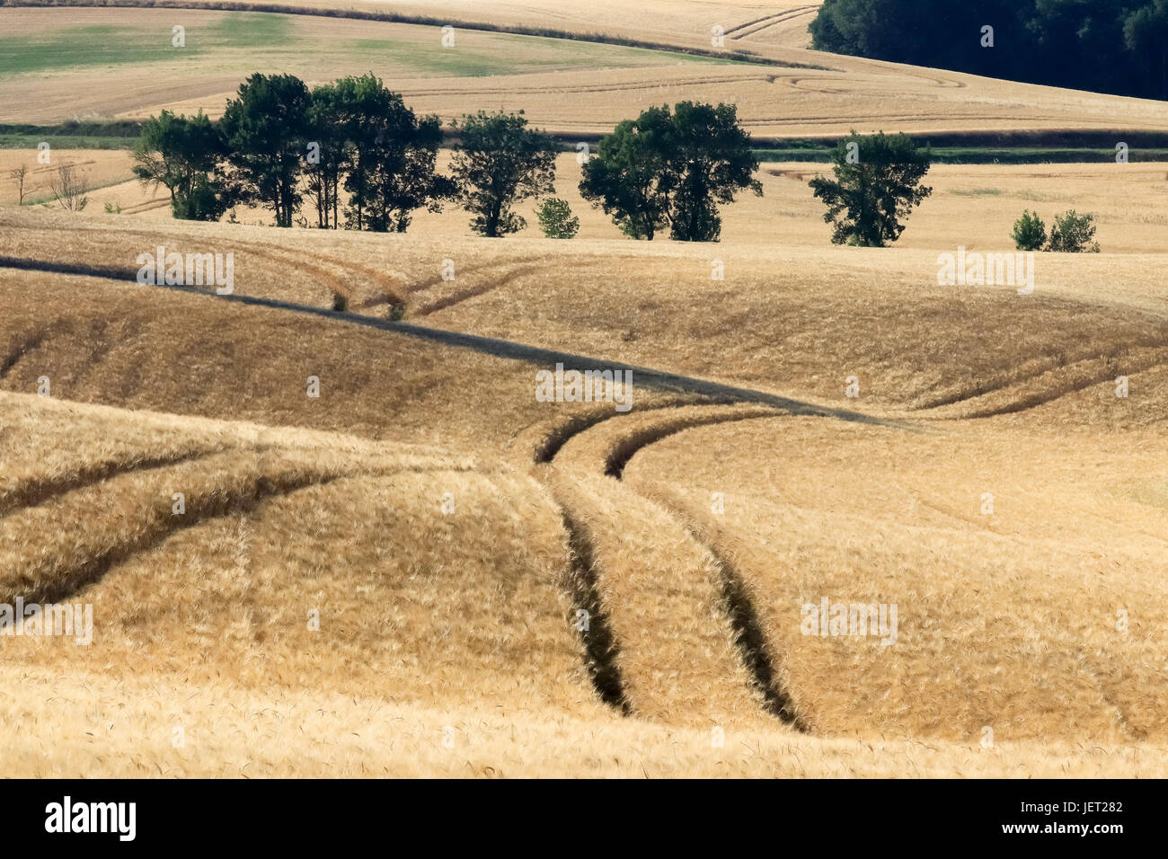 Un pittoresco campo di segale in Linguadoca. Francia. Foto Stock