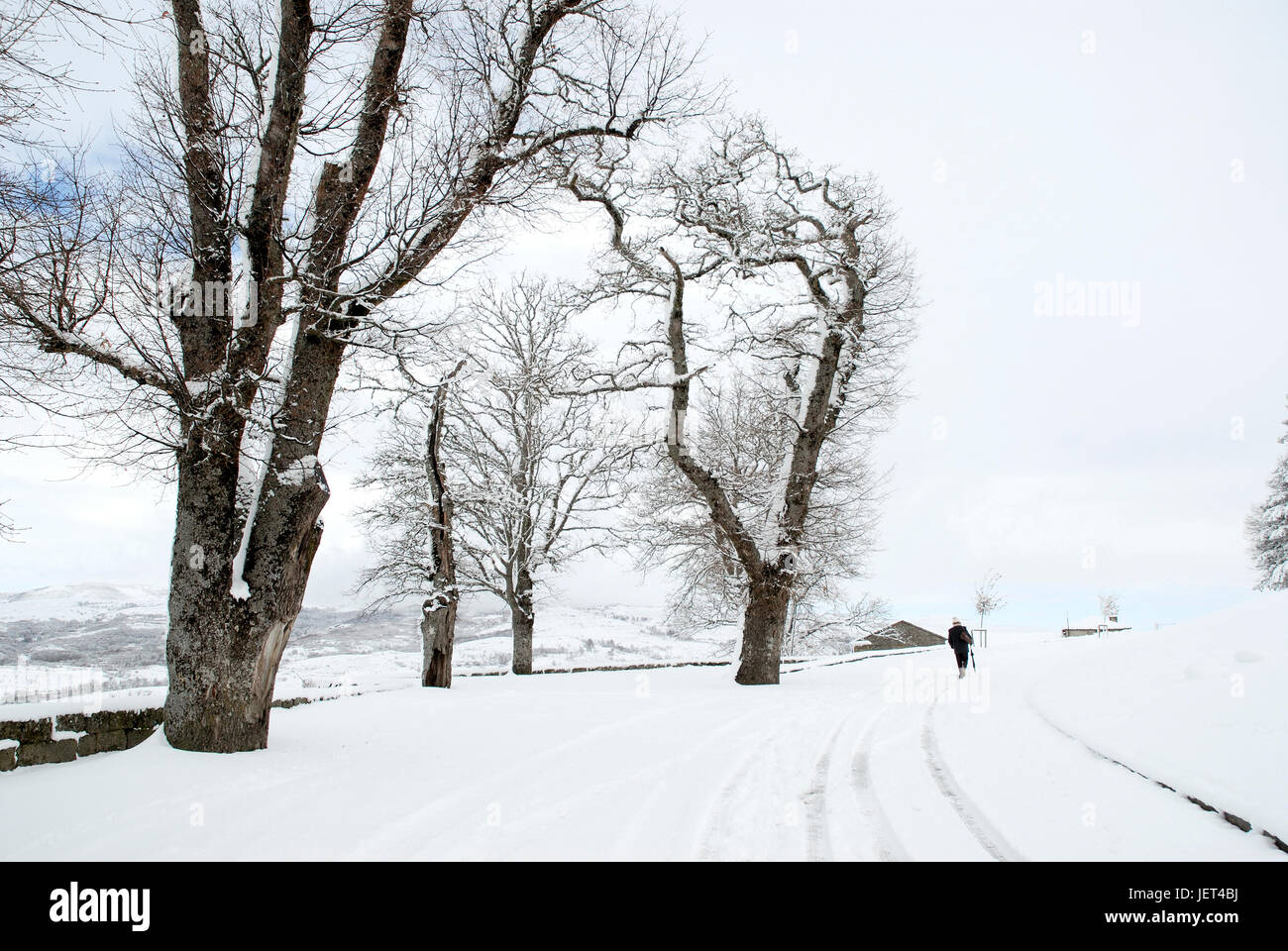 Gli alberi in un giorno di neve, Montalegre. Tras os Montes, Portogallo Foto Stock