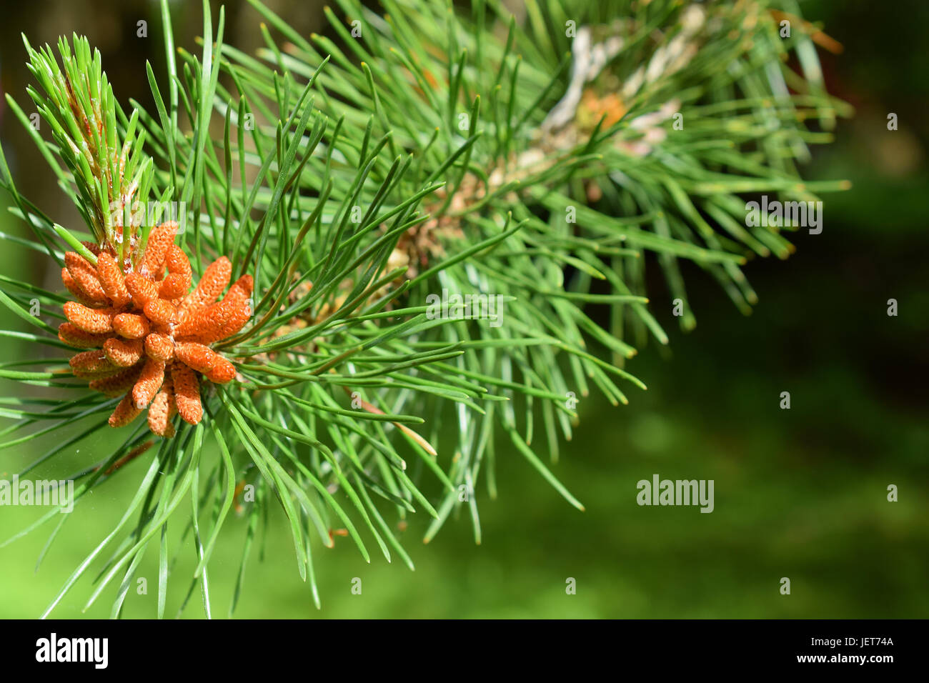 Chiudere di nuovo la crescita su un pino. focus sul primo piano. Foto Stock