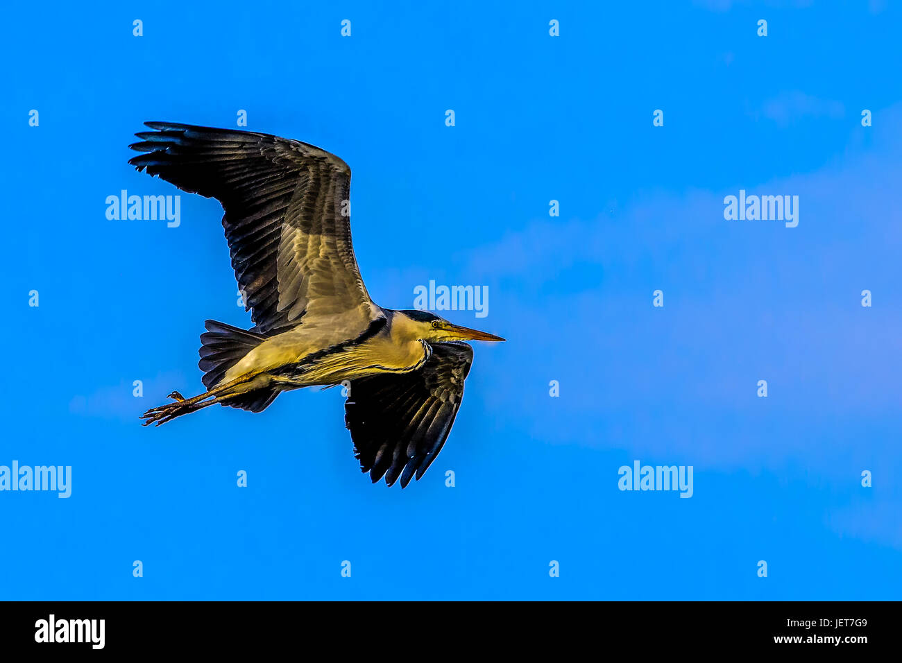 Immagine a colori di un singolo isolato garzetta / heron in volo con ali aperte ampia diffusione sotto il cielo blu in un colorato stile della pittura Foto Stock