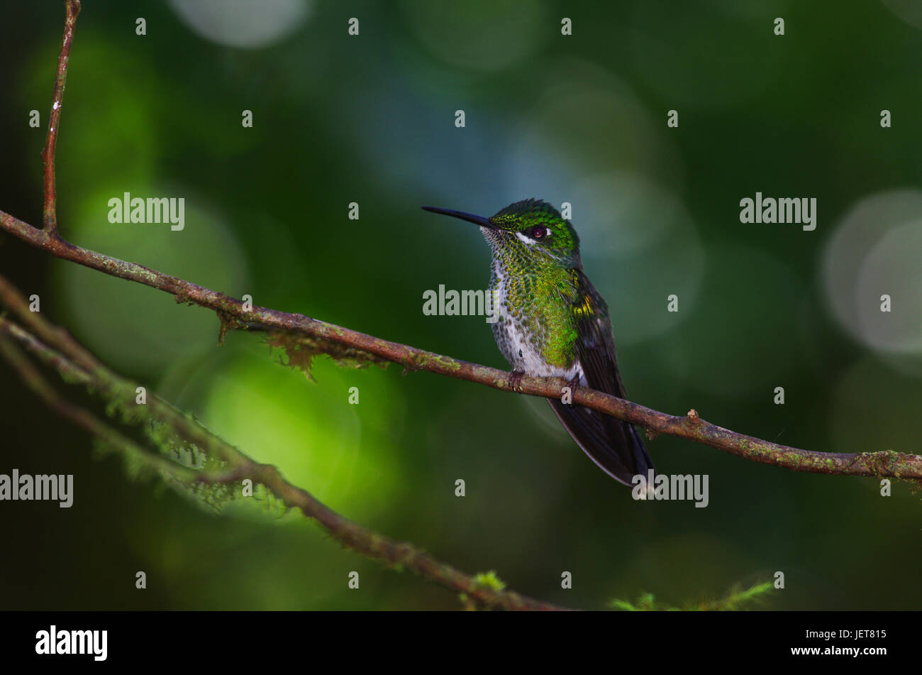 Gli uccelli da Panama Hummingbird nella foresta di pioggia Foto Stock