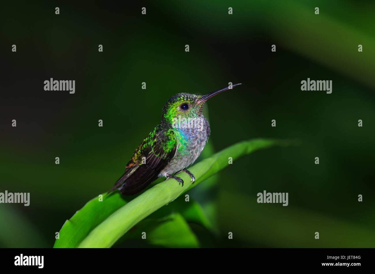 Gli uccelli da Panama blu Chested Hummingbird Foto Stock