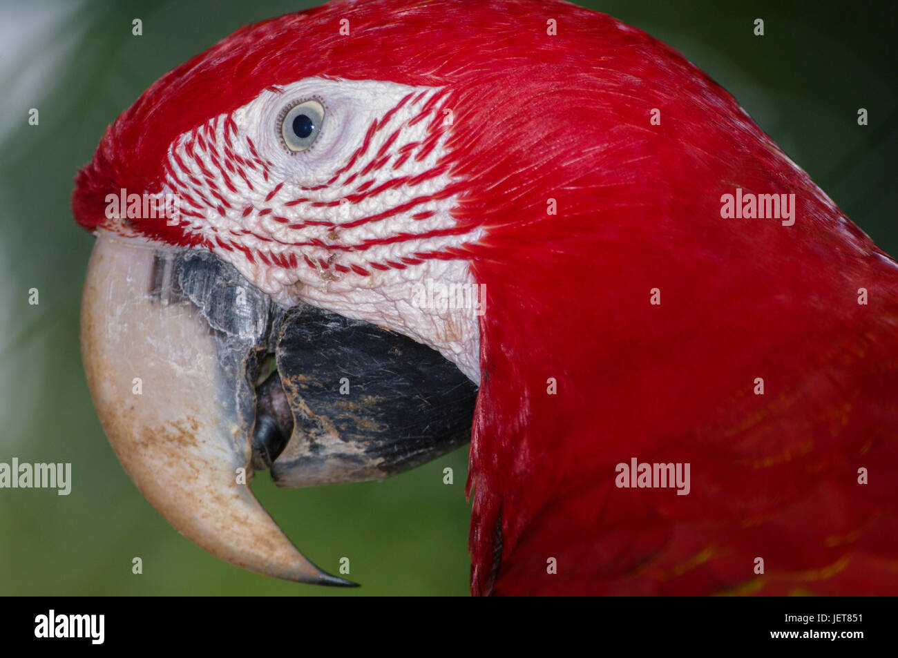 Gli uccelli da Panama Scarlet Macaw faccia Closeup Foto Stock