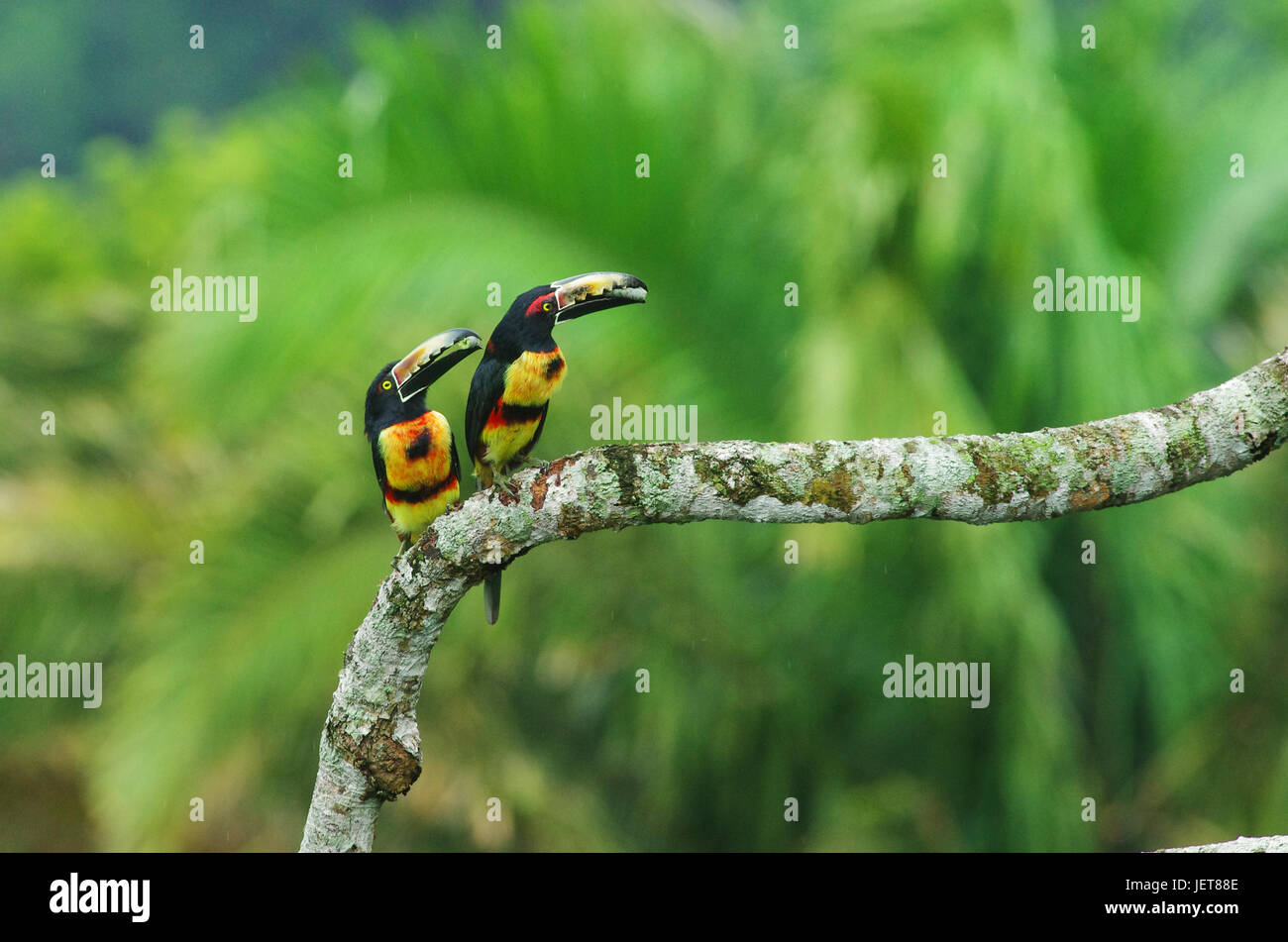 Gli uccelli da Panama 2 Aracaris a collare Foto Stock