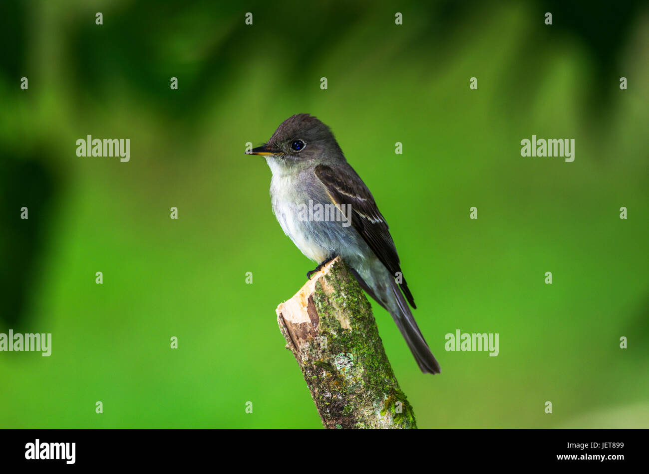 Gli uccelli da Panama - Flycatcher in Altos del Maria Foto Stock