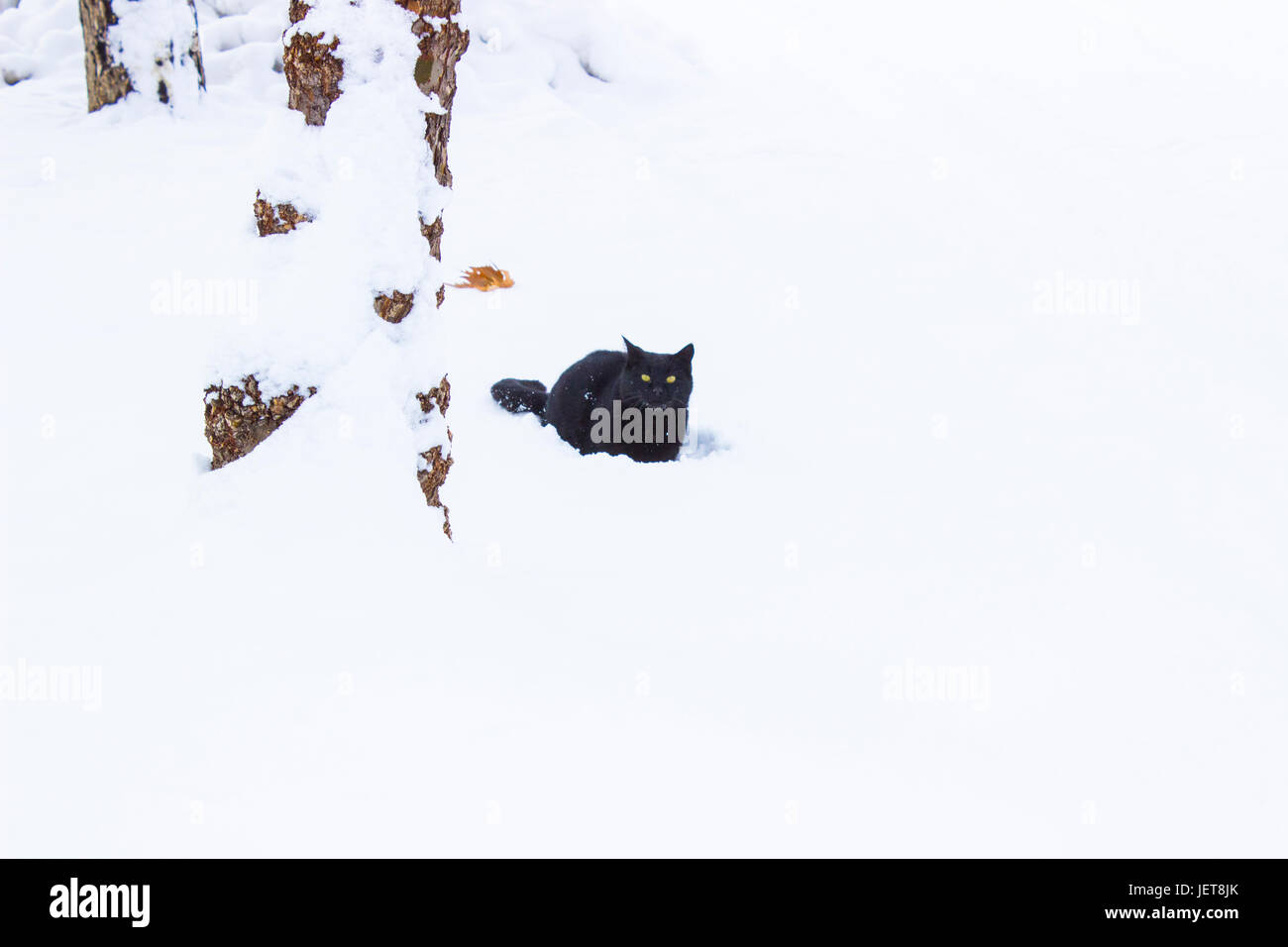 Il gatto selvatico in giardino nella neve in inverno Foto Stock