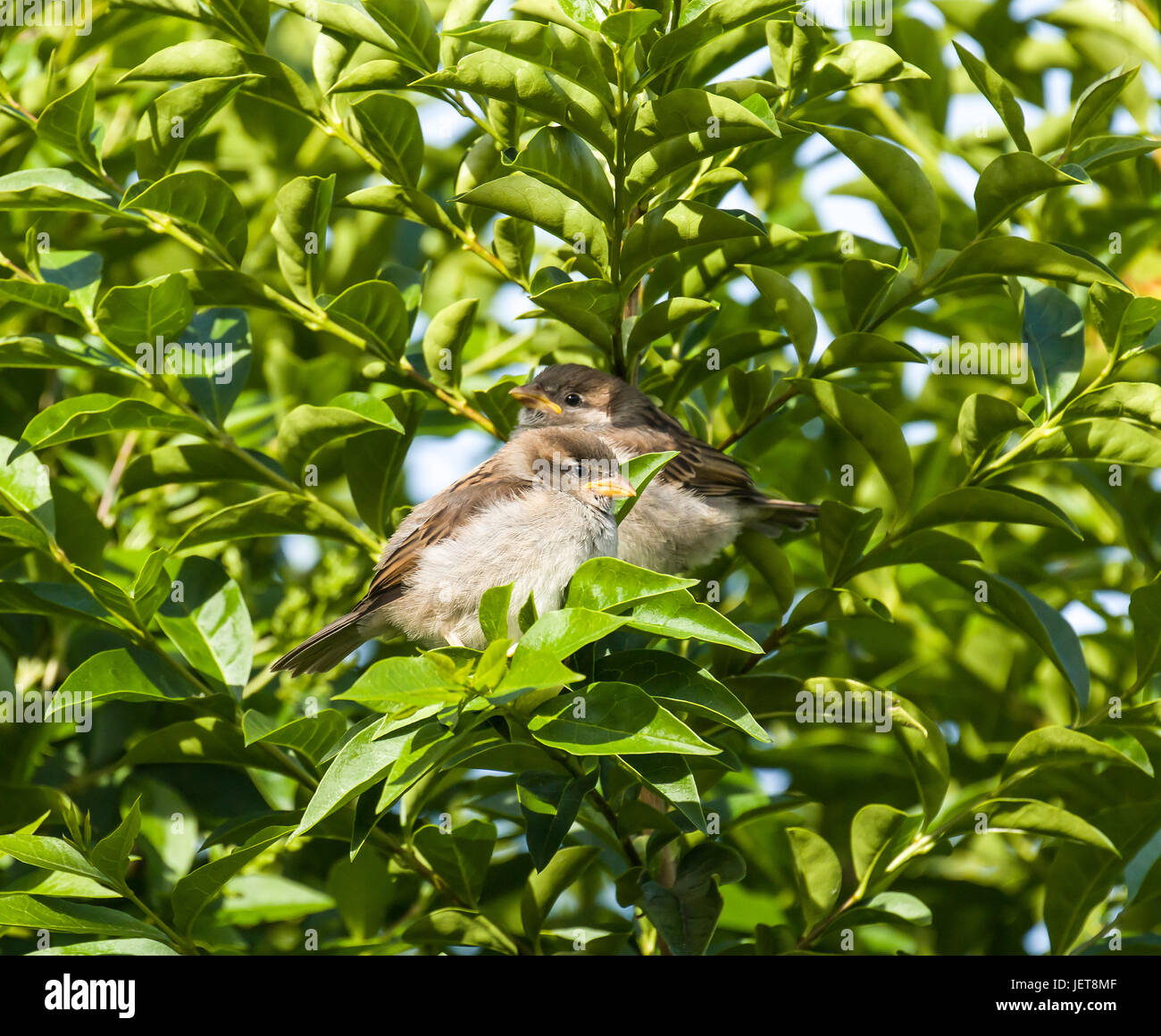 Casa passero uccellini in privet hedge Foto Stock