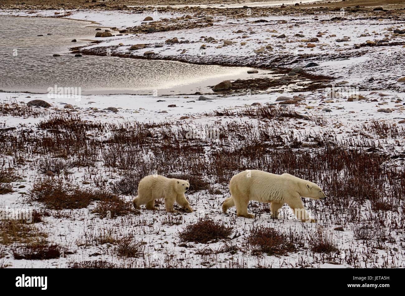 Madre Polar Bear Cub e camminare attraverso la tundra Foto Stock