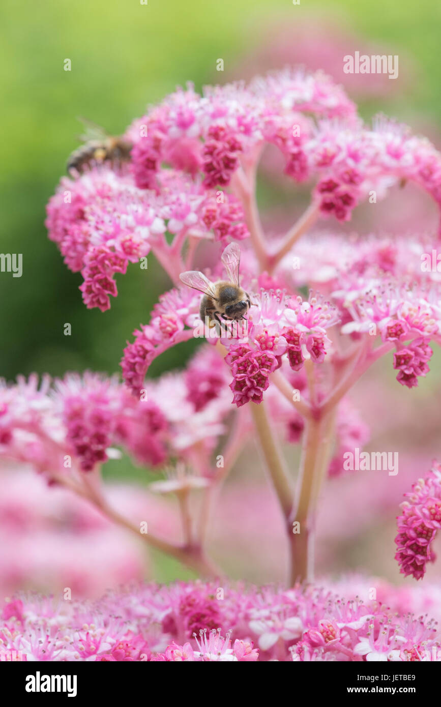 Api mellifere su Rodgersia pinnata "cioccolato wing' fiori in giugno. Regno Unito Foto Stock