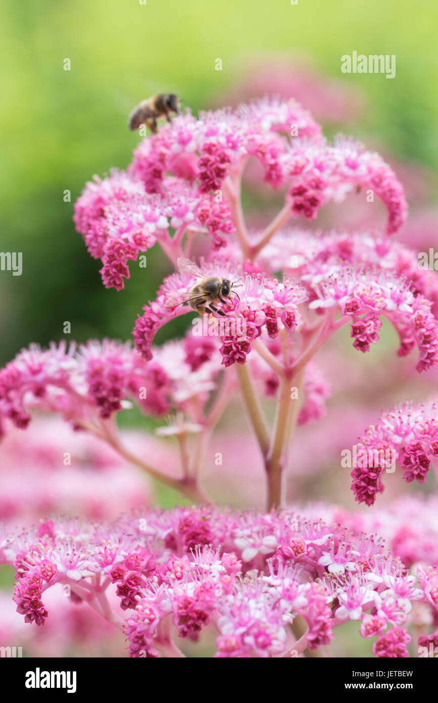 Api mellifere su Rodgersia pinnata "cioccolato wing' fiori in giugno. Regno Unito Foto Stock