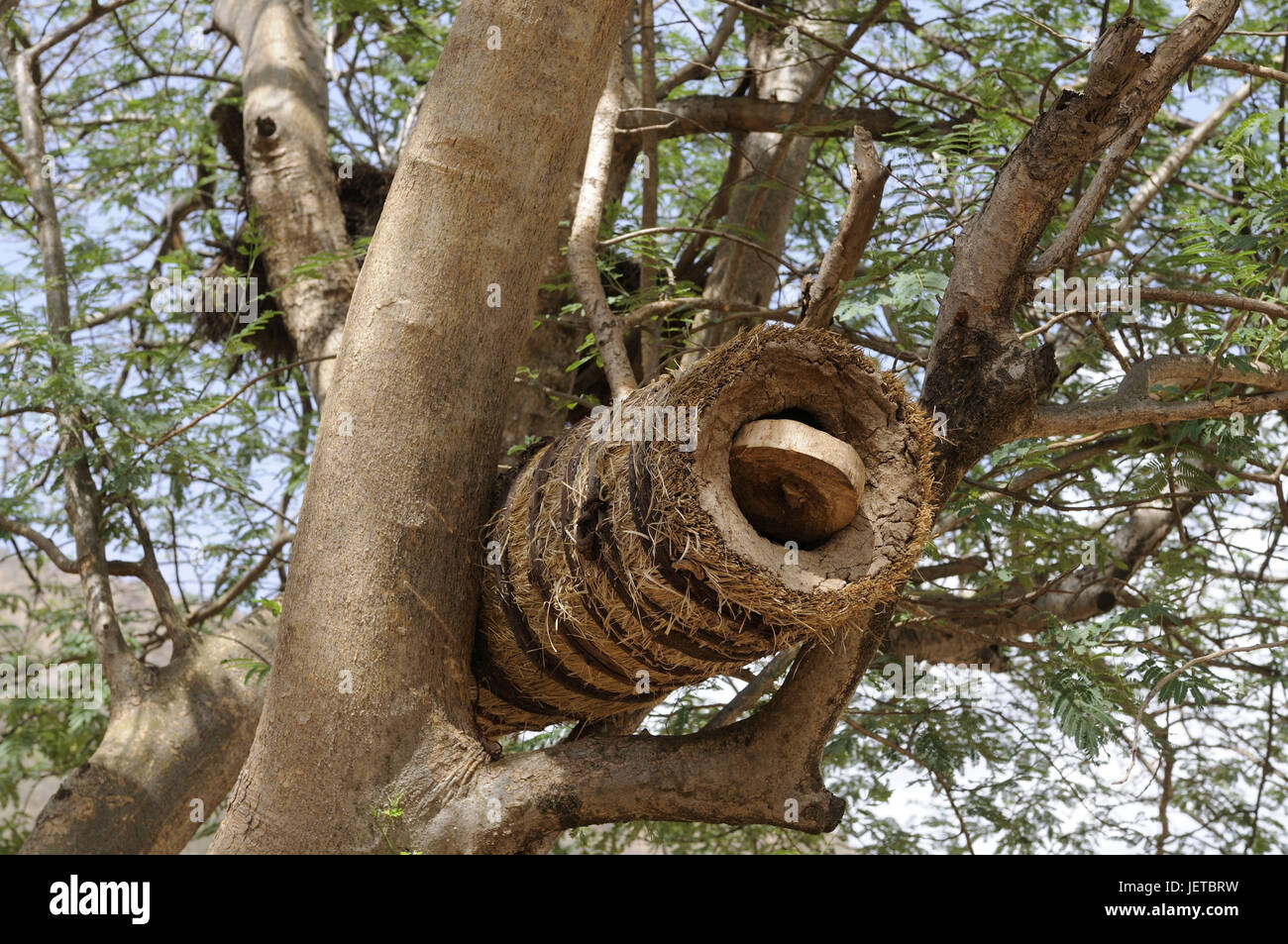 L'apicoltura, albero, beehive, tradizionalmente, sud Etiopia, Foto Stock