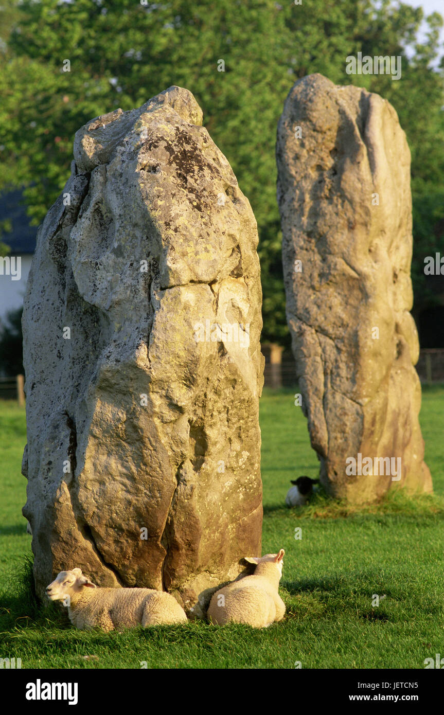 Gran Bretagna, Inghilterra, Wiltshire, Avebury, cerchio di pietra, pecore, Europa sud paese stretto, luogo di interesse, monumento, Stone Circle allegato, punto di riferimento, sito di culto, cult allegato, storicamente, di blocchi di pietra, Megalithe, monoliti, array, misteriosamente, misteriosamente, misticamente, prehistorically, culto, cultura, occultismo, spiritualità, passato, UNESCO-patrimonio culturale mondiale, estate, destinazione, turismo, pascoli, prati, gli animali pascolano, Foto Stock